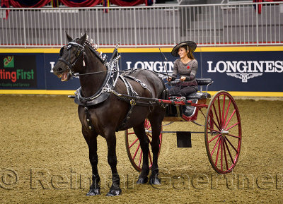 Laughing woman driver and heavy horse at the NASHHCS Classic Cart Series at the Royal Horse Show Ricoh Coliseum Exhibition Place