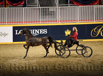 Female driver in High strutting Harness Pony Open competition at Ricoh Coliseum at 95th Royal Agricultural Winter Fair Royal Hor
