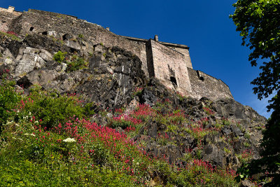 Red Valerian on the Castle Rock cliff face of Edinburgh Castle fortress with blue sky Edinburgh Scotland UK