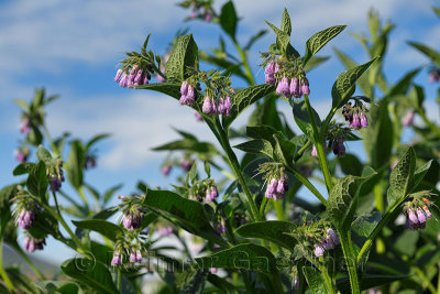 Purple Common Comfrey flowers at North Connel Scotland UK beside the Oban Airport