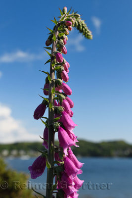 Single column of purple Foxglove flowers at Loch Etive on Ardmucknish Bay at North Connel Scotland UK beside the Oban Airport