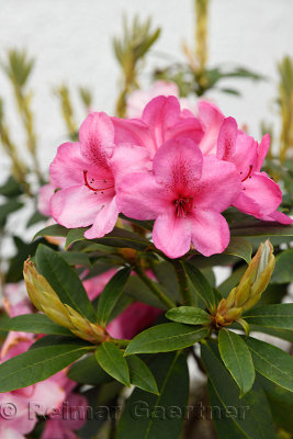 Pink flowers of ornamental Rhododendron bush in a Scottish garden although Rhododendron ponticim is an unwelcome invasive specie