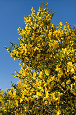 Yellow flowers of Cytisus scoparius common or Scotch broom against a blue sky in North Connel at Oban Airport Scotland UK