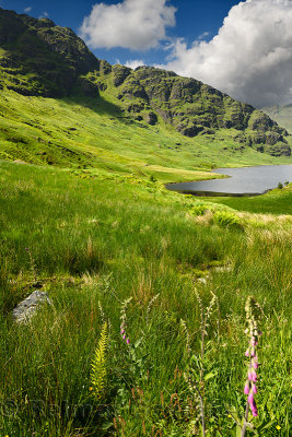 Beinn an Lochain mountain of the Arrochar Alps in sun with Loch Restil and green grass bracken and foxglove at Rest and Be Thank