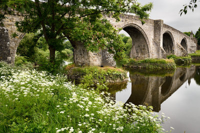 Old Stirling Bridge reflected in the River Forth with medieval stone arches and Queen Annes Lace white flowers on riverbank Stir