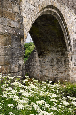 Medieval stone arch of the Old Stirling Bridge over the River Forth with Wallace Monument and white Queen Annes Lace flowers Sti