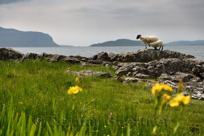 Scottish Blackface sheep mother and nursing lamb at the shore of Lach Na Keal with Eorsa Island on Isle of Mull Inner Hebrides S