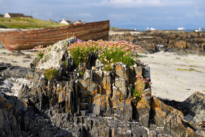 Sea Thrift and lichen growing on rock outcrops on beach of Isle of Iona with beached boat at Baile Mor Scotland UK