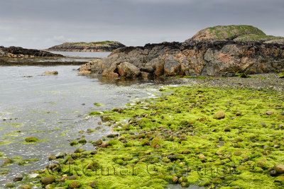 Bright green string algae on rocks at shore of The Bay at the Back of the Ocean The Machair on Isle of Iona Inner Hebrides Scotl