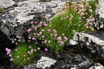 Sea Thrift and lichen growing on Isle of Iona rocks at shore of Sound of Iona Inner Hebrides Scotland UK