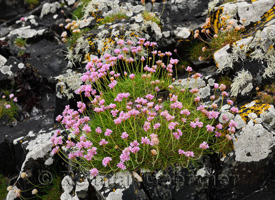 Colorful Sea Thrift flowers and lichen growing on Isle of Iona rocks at shore of Sound of Iona Inner Hebrides Scotland UK