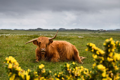 Highland Cattle with crooked horns lying in a field on the Ross of Mull Isle of Mull with yellow Scotch Broom Scotland UK