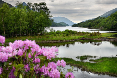 Rhododendron flowers and visitor on River Leven at the Head of Loch Leven in Kinlochleven with Pap of Glencoe sugarcone and Mamo