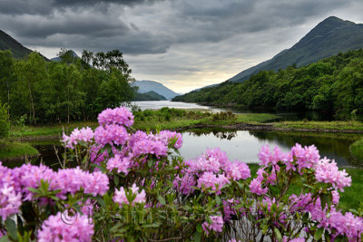 Pink Rhododendron flowers on River Leven at the Head of Loch Leven in Kinlochleven with Pap of Glencoe sugarcone and Mam na Gual