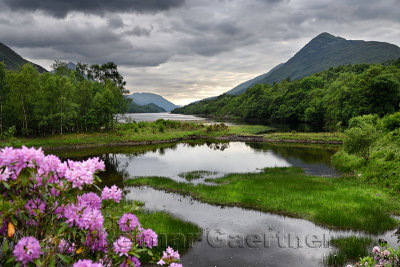 Rhododendron flowers at the River Leven at the Head of Loch Leven in Kinlochleven with Mam na Gualainn ridge Scottish Highlands 