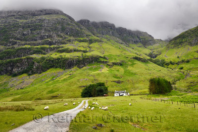 Black faced sheep grazing at Achnambeithach cottage under Aonach Dubh last of the Three Sisters at Bidean nam Bian Glen Coe Scot