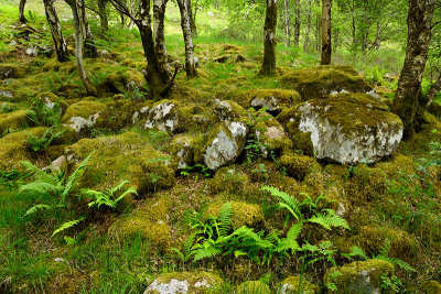 Moss covered rocks in birch tree forest at the foot of Ben Nevis Mountain at Steall Gorge Scottish Highlands Scotland UK