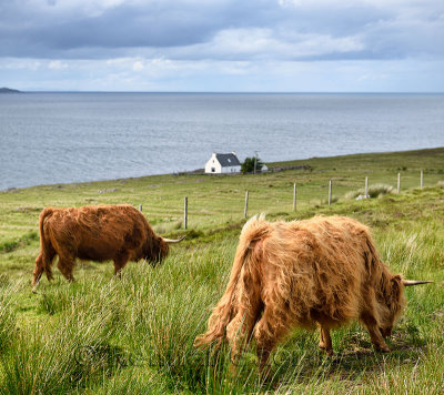 Shaggy red Highland cattle with house north of Applecross on the Inner Sound across from Isle of Skye Scottish Highlands Scotlan