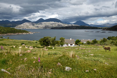Red deer and sheep at house at Kenmore on Loch a Chracaich of Loch Torridon with fish farm pens Scottish Highlands Scotland UK