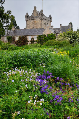 Wet Flower Garden with lush perennial flowers south of Cawdor Castle after rainfall in Cawdor Nairn Scotland UK