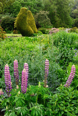 Purple lupin flowers in the lush Flower Garden south of Cawdor Castle in the rain Cawdor Nairn Scotland UK