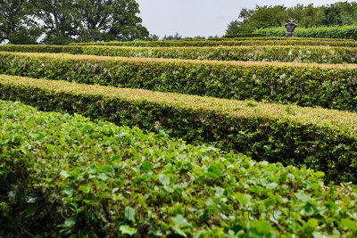 Labyrinth maze of Holly hedges in the Walled Garden of Cawdor Castle with bronze minotaur sculpture in rain Cawdor Scotland UK