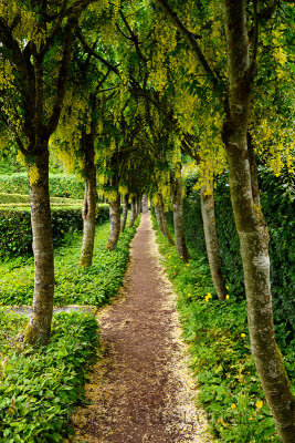 Path at Row of Golden Chain Laburnum trees with hanging yellow flowers in the rain at the Walled Garden of Cawdor Castle Scotlan