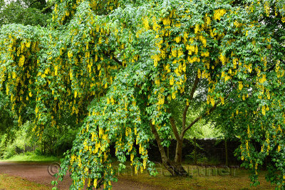 Pendulous yellow pea flowers of the poisonous Golden Chain Laburnum tree in the rain on the grounds of Cawdor Castle Scotland UK