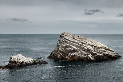 Quartzite sea rocks beside Bow Fiddle Rock with seagulls and Cormorants in Moray Firth North Sea at Portknockie Scotland UK