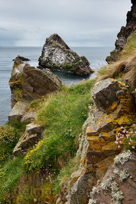 Bow Fiddle Rock quartzite sea arch and rocks on cliff with flowers at Portknockie on the North Sea Atlantic ocean Scotland UK