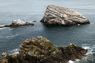 Eroded quartzite sea rocks beside Bow Fiddle Rock with seagulls and Cormorants in Moray Firth North Sea at Portknockie Scotland 