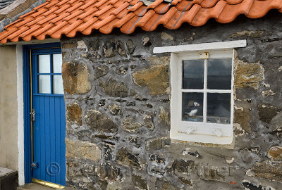 Stone house with blue door and puffin in window in coastal fishing village of Crovie Banff Aberdeenshire Scotland UK