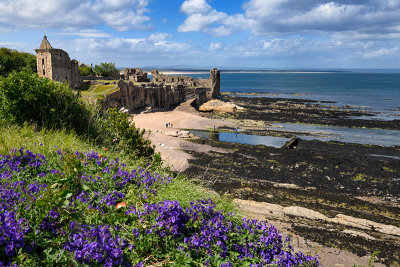 St Andrews Castle ruins on rocky North Sea coast overlooking Castle Sands beach in St Andrews Fife Scotland UK with purple geran