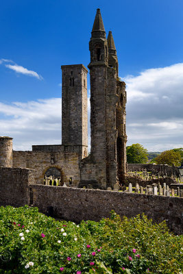 East tower of St Andrews Cathedral with St Rules square tower and cemetery tombstones and rose bush St Andrews Fife Scotland UK