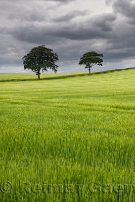 Dark clouds over rolling field of unripe green wheat crop with two trees on Highway B6460 near Duns Scottish Borders Scotland UK