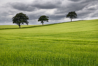 Rolling field of green wheat crop with three trees on Highway B6460 near Duns Scottish Borders Scotland UK