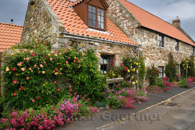 Stone house with red valerian and climbing roses in garden at Market Place Holy Island of Lindisfarne Northumberland England UK