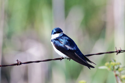 Tree Swallow