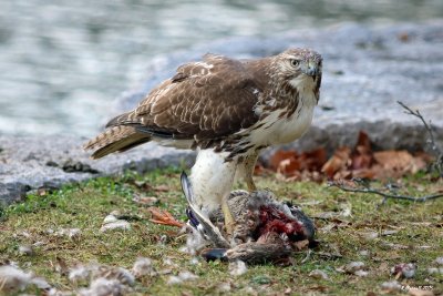 Red Tail Hawk