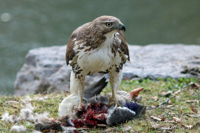 Red Tail Hawk