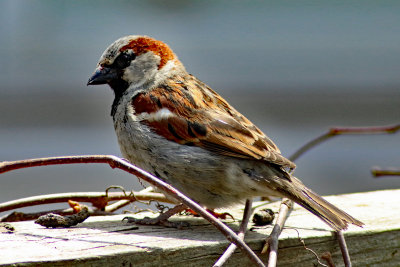 Male House or English Sparrow
