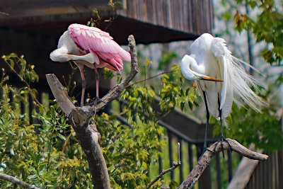 CHOREOGRAPHED - Roseate Spoonbill & Great Egret
