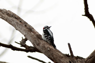 Downie Woodpecker (Male)