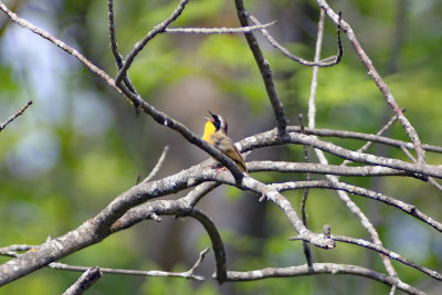 Common Yellowthroat (Warbler)