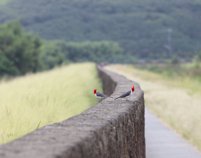 BIRDS ON O'AHU, HAWAII - 2018