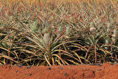 Pineapple Field