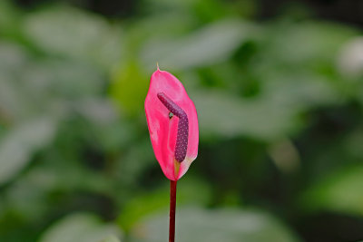 Anthurium Oaxaca