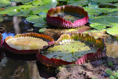 Giant Lily Pads