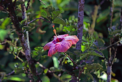 Purple Hibiscus