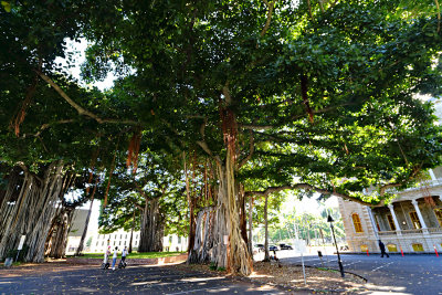 Banyan Tree at Iolani Palace